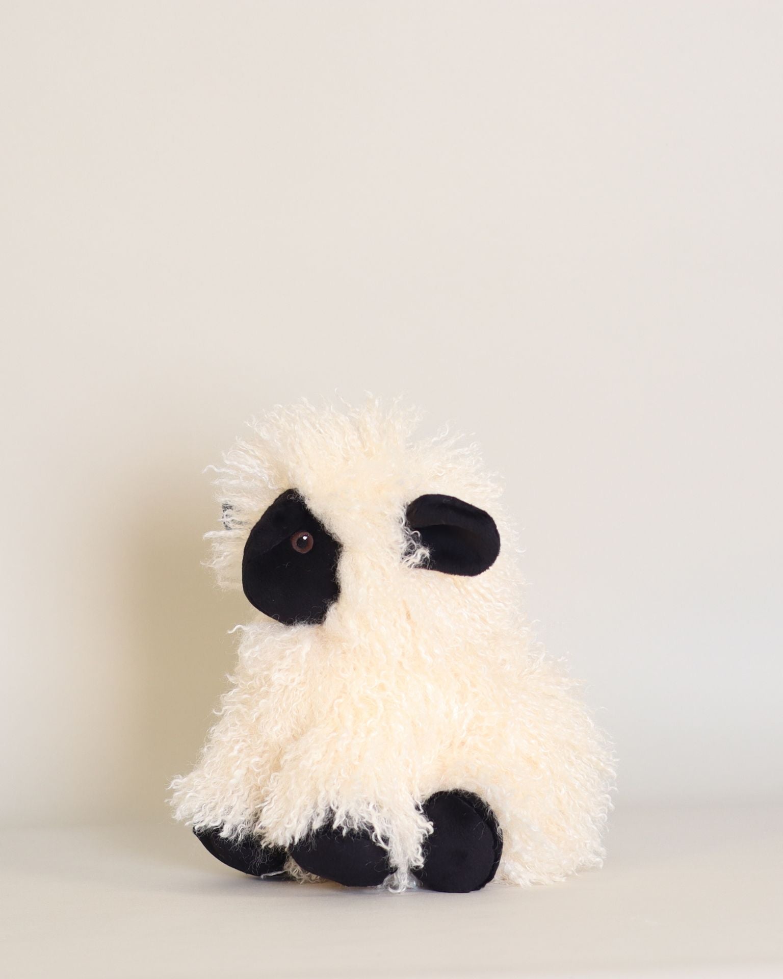 Melchior the Black-Nosed Sheep