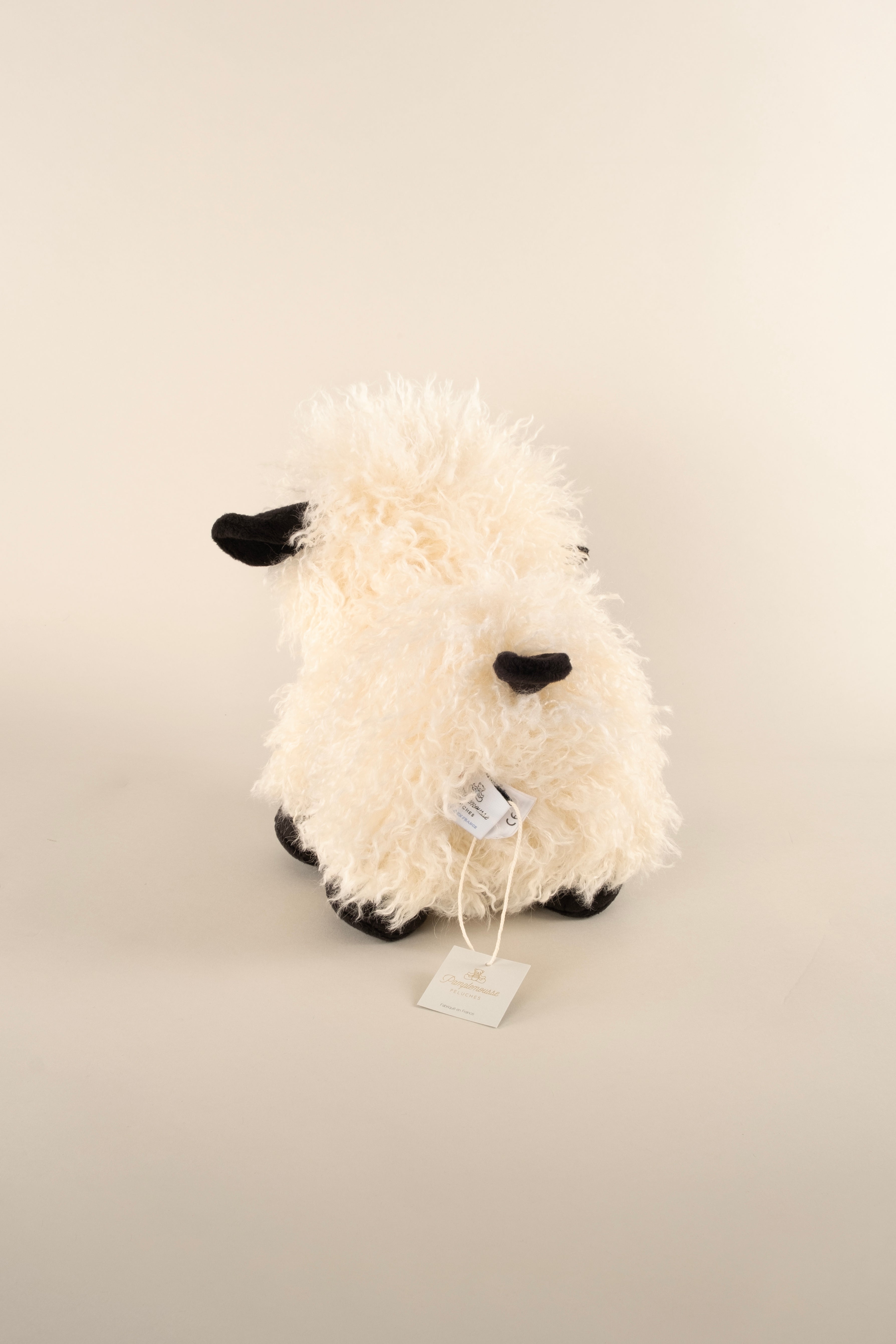 Melchior the Black-Nosed Sheep